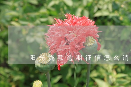 阳光贷款逾期征信怎么消 阳光贷款逾期征信怎么消