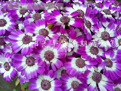 阳光车贷逾期两天怎么办