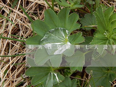 阳光钱袋逾期七天没事吧 阳光钱袋逾期七天没事吧