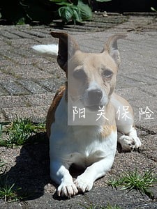 阳关保险贷款逾期会被提前结清吗 阳关保险贷款逾期会被提前结清吗