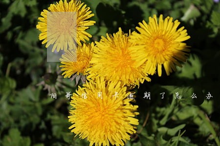 阳哥信用卡逾期了怎么办 阳哥信用卡逾期了怎么办