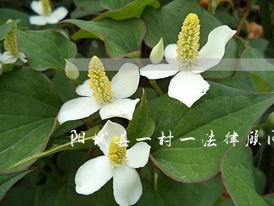 阳城县一村一法律顾问