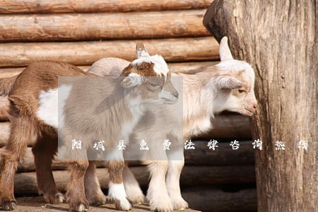 阳城县免费法律咨询热线 阳城县免费法律咨询热线