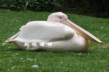 阳扬律师 阳扬律师