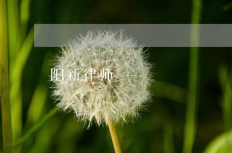 阳新律师 阳新律师