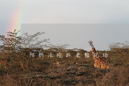 阳新法院抓老赖现场
