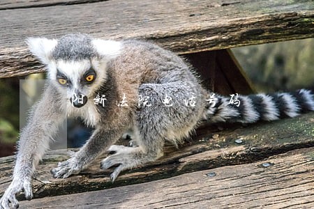 阳新法院电话号码 阳新法院电话号码