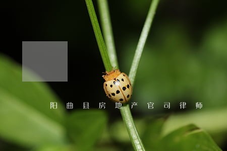 阳曲县房地产官司律师