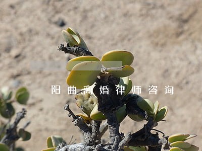 阳曲离婚律师咨询