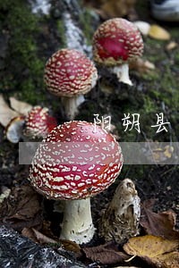 阳朔县司法局 阳朔县司法局
