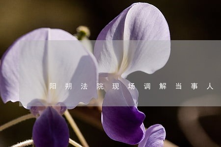 阳朔法院现场调解当事人 阳朔法院现场调解当事人