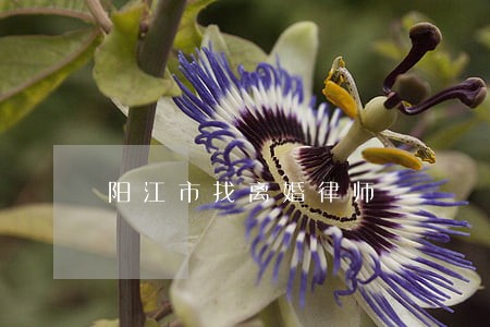 阳江市找离婚律师 阳江市找离婚律师