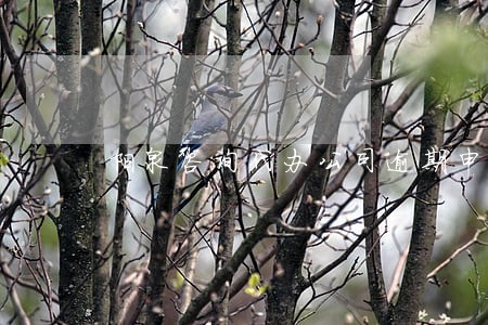 阳泉咨询代办公司逾期申报机构 阳泉咨询代办公司逾期申报机构