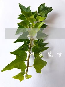 阳泉图书馆借书逾期的罚款处理 阳泉图书馆借书逾期的罚款处理