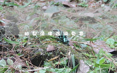 阳泉法律咨询免费 阳泉法律咨询免费