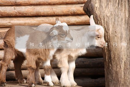 阳泉资历深的债务律师哪家好