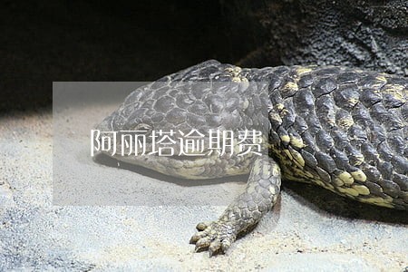 阿丽塔逾期费