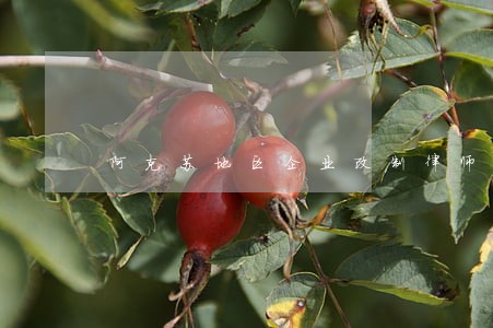 阿克苏地区企业改制律师 阿克苏地区企业改制律师