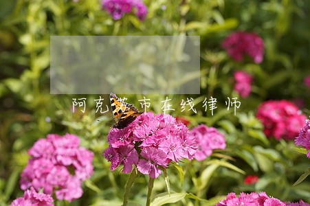 阿克苏市在线律师 阿克苏市在线律师