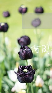 阿图什市裁定驳回诉讼律师