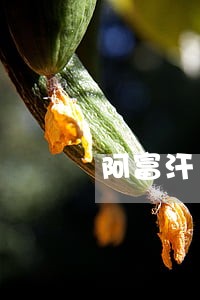 阿富汗 阿富汗