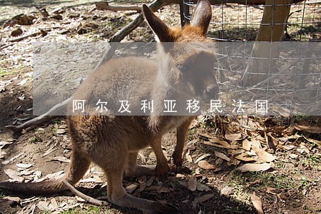 阿尔及利亚移民法国 阿尔及利亚移民法国
