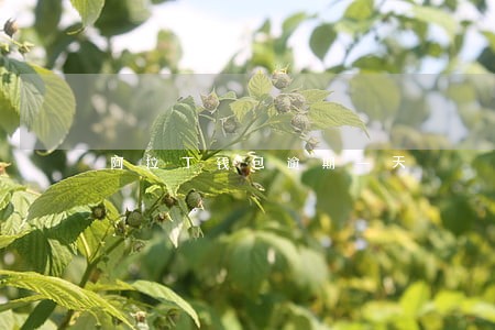 阿拉丁钱包逾期一天