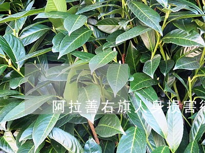 阿拉善右旗人身损害律师查询 阿拉善右旗人身损害律师查询