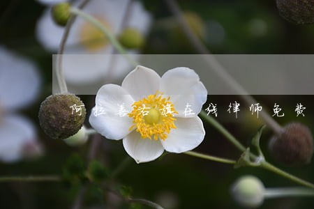 阿拉善右旗在线律师免费法律咨询