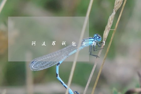 阿波罗钱包逾期了