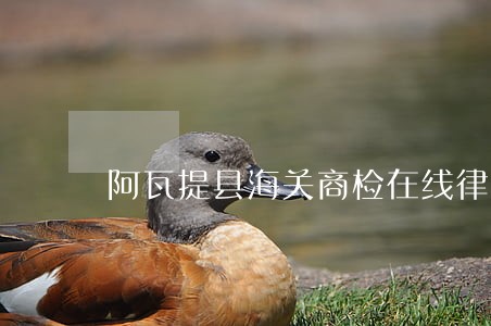 阿瓦提县海关商检在线律师 阿瓦提县海关商检在线律师