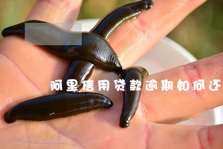 阿里信用贷款逾期如何还款 阿里信用贷款逾期如何还款