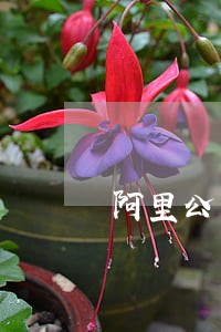 阿里公司法律顾问律师 阿里公司法律顾问律师