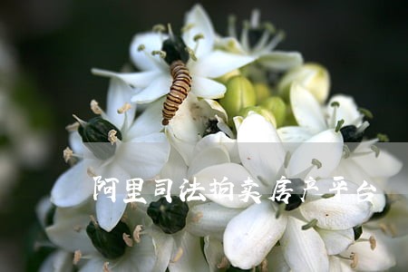 阿里司法拍卖房产平台 阿里司法拍卖房产平台