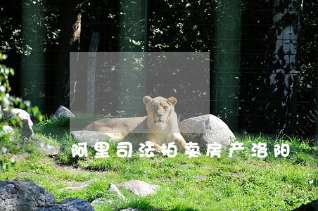 阿里司法拍卖房产洛阳 阿里司法拍卖房产洛阳