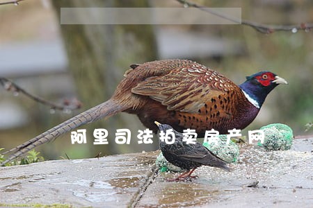 阿里司法拍卖房产网 阿里司法拍卖房产网