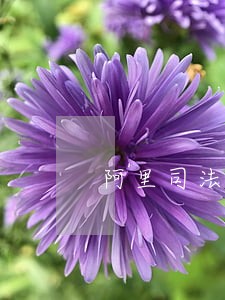 阿里司法拍卖银川市金凤区