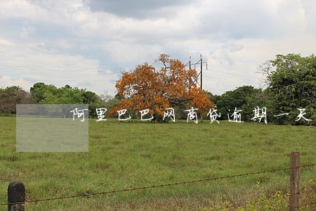 阿里巴巴网商贷逾期一天 阿里巴巴网商贷逾期一天