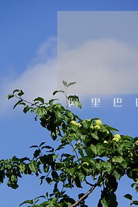 阿里巴巴诚e赊逾期后果