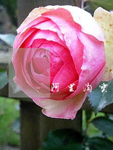 阿里淘宝石狮法院拍卖