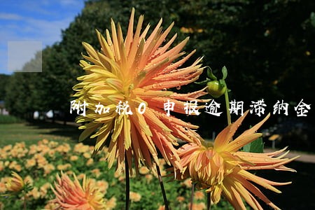 附加税0申报逾期滞纳金 附加税0申报逾期滞纳金