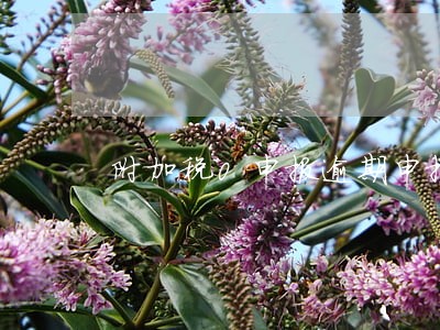 附加税0申报逾期申报罚款 附加税0申报逾期申报罚款