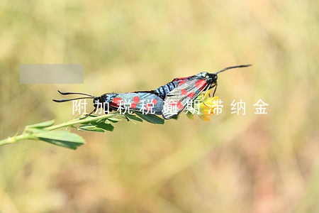 附加税税逾期滞纳金 附加税税逾期滞纳金