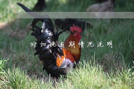 附加税逾期情况说明 附加税逾期情况说明
