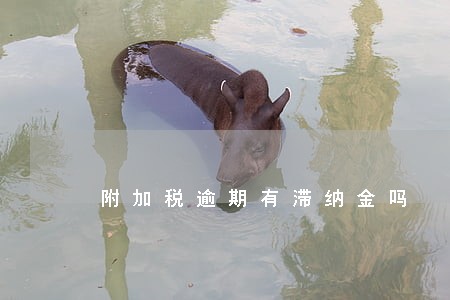 附加税逾期有滞纳金吗 附加税逾期有滞纳金吗