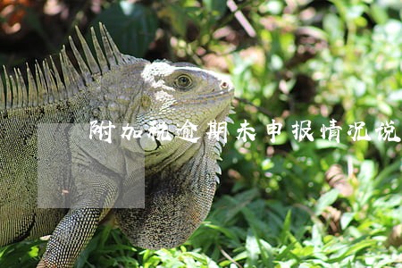 附加税逾期未申报情况说明 附加税逾期未申报情况说明