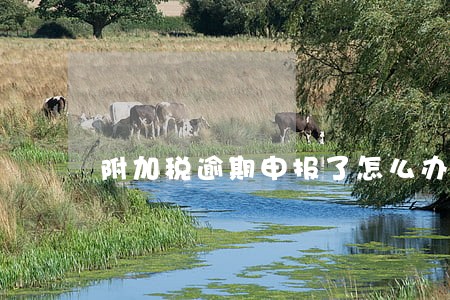 附加税逾期申报了怎么办 附加税逾期申报了怎么办
