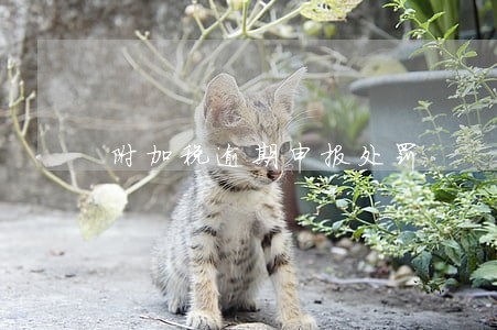 附加税逾期申报处罚 附加税逾期申报处罚
