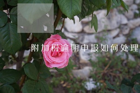 附加税逾期申报如何处理技巧 附加税逾期申报如何处理技巧