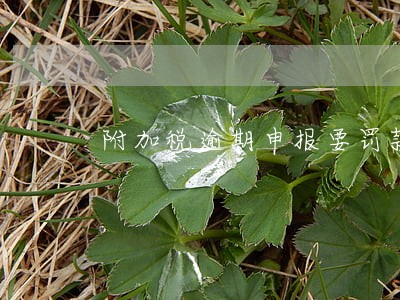 附加税逾期申报要罚款吗 附加税逾期申报要罚款吗